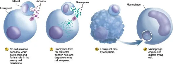 NK cells attack on enemy cells